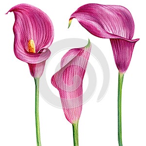 Watercolor pink calla, lily flower illustration isolated on a white background.