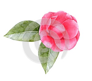 Watercolor pink camellia flower with leaves photo