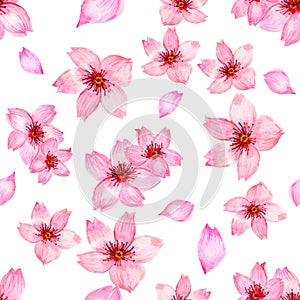 Watercolor pink cherry blossom sakura japan season flower isolated on white background for card wallpaper invitation