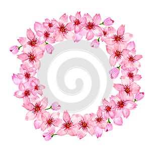 Watercolor pink cherry blossom sakura japan season flower isolated on white background for card wallpaper invitation