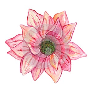 Watercolor pink chrysanthemum flower isolated clip art