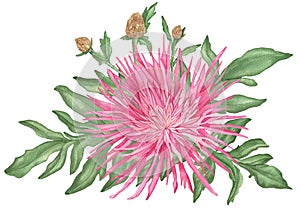Watercolor Pink Cornflowers Bouquet with branch and leaves isolated on a white background