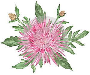 Watercolor Pink Cornflowers Bouquet with branch and leaves isolated on a white background