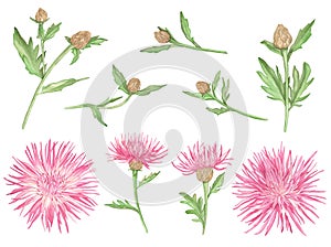 Watercolor Pink Cornflowers with branch and leaves isolated on a white background