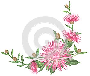 Watercolor Pink Cornflowers Wreath with branch and leaves isolated on a white background