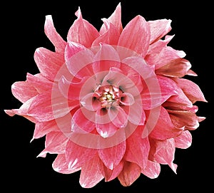 Watercolor pink dahlia.  flower  on black isolated background with clipping path. Closeup. Flower on a green stem.
