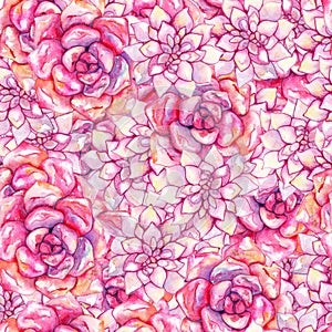 Watercolor pink echeveria succulent rose flower plant hand drawn seamless pattern