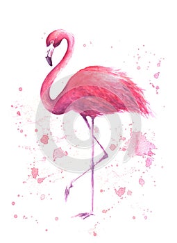 Watercolor pink flamingo