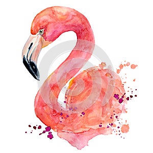 Watercolor pink flamingo