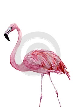 Watercolor pink flamingo. Exotic hand painted bird illustration isolated on white background. For design, prints or