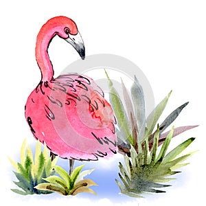 Watercolor pink flamingo looking into the blue water over the right shoulder among the grass on a white background