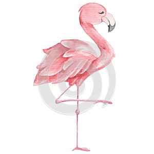 Watercolor pink flamingo on a white background. Children's illustration of an animal. Safari animals collection