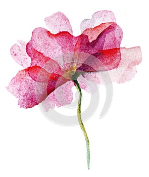 Watercolor pink flower rose on white background.