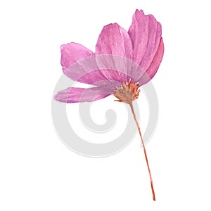 Watercolor Pink Flower, on white background