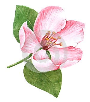 Watercolor Pink Flower, on white background