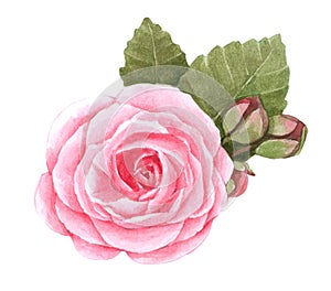 Watercolor Pink Flower, on white background