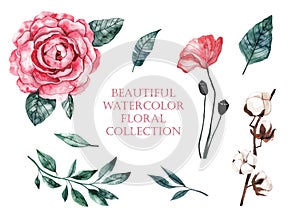 Watercolor pink flowers and leaves, rose, poppy, cotton. Collection of floral watercolor illustrations