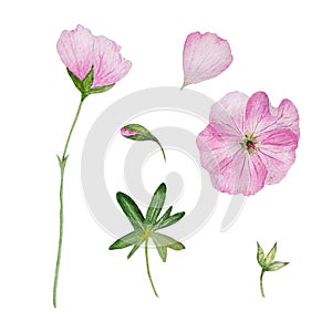 watercolor pink flowers and petals