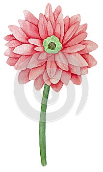 Watercolor pink gerbera single flower on white