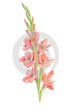 Watercolor pink gladiolus