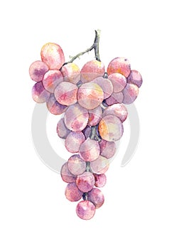 Watercolor Pink Grapes Isolated