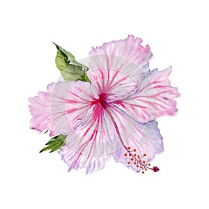 Watercolor pink hibiscus flower with green leaves. Hand painted isolated on white background. Realistic delicate floral element.