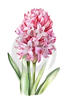Watercolor pink hyacinth flower.
