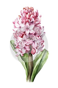 Watercolor pink hyacinth flower.