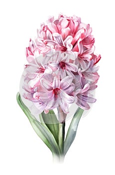 Watercolor pink hyacinth flower.