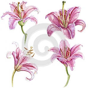 Watercolor pink lilies flower set