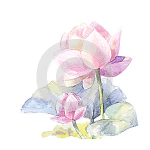 Watercolor pink lotus