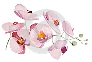 Watercolor pink orchids tropical flowers Illustrations