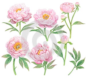 Watercolor pink peony flowers paint illustration with clipping parts isolated on white background