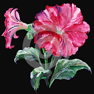 Watercolor pink petunia with leaves. Hand painted pattern on a black background..