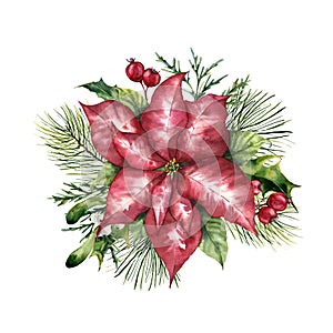 Watercolor pink poinsettia with Christmas floral decor. Hand painted traditional flower and plants: holly, mistletoe