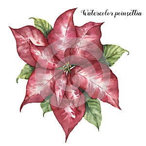 Watercolor pink poinsettia. Hand painted Christmas flower with leaves isolated on white background. Botanical