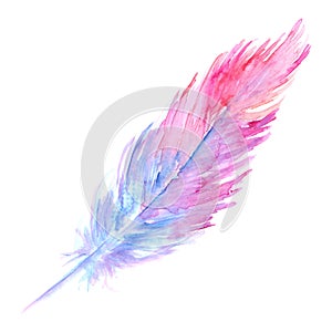 Watercolor pink purple blue bird rustic feather isolated