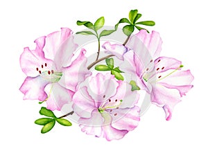 Watercolor pink Rhododendron flower with leaves. Hand drawn botanical illustration of azalea plant isolated on white