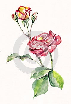 Watercolor pink rose with a bud. Hand painted flowers on a white background.
