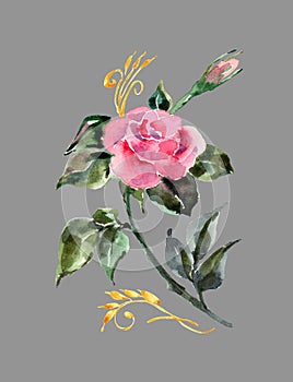 Watercolor pink rose with decor. Hand painted flower on a gray background.