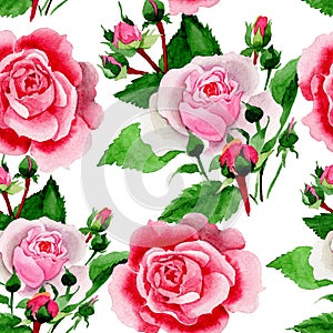 Watercolor pink rose flower. Floral botanical flower. Seamless background pattern.