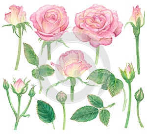 Watercolor pink rose flower paint illustration with clipping parts isolated on white background