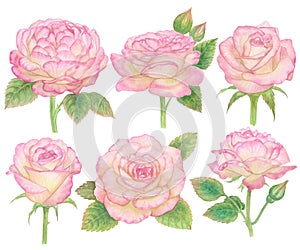 Watercolor pink rose flower paint illustration with clipping parts isolated on white background