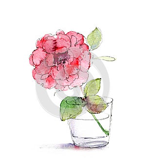 Watercolor pink rose in glass