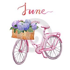 Watercolor pink vintage bicycle illustration. Hand drawn beach cruiser with basket and flowers, isolated on white background.