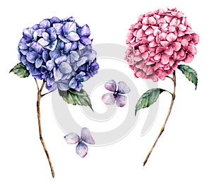 Watercolor pink and violet hydrangea set. Hand painted flowers with leaves and branch isolated on white background