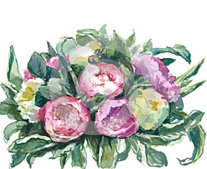 Watercolor pink and white peonies