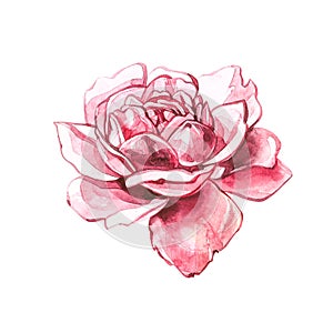 Watercolor pink wild roses. Wild flower set isolated on white. Botanical watercolor illustration, roses bouquet, rustic