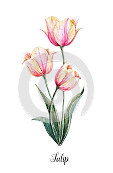 Watercolor pink-yellow tulip flower