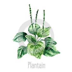 Watercolor plantain herbs. photo
